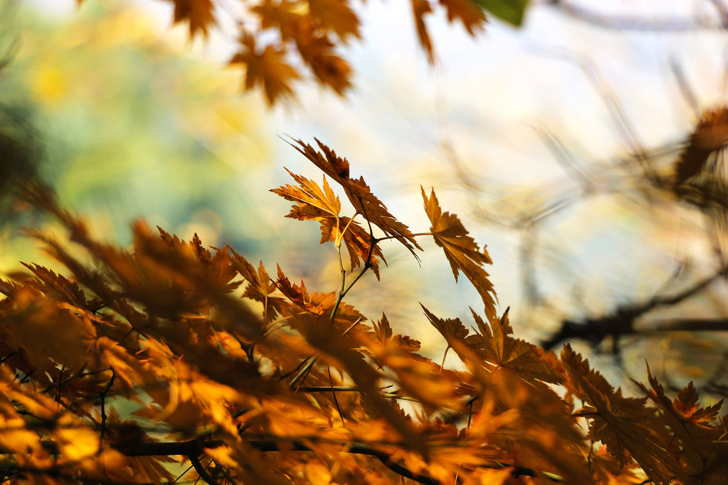 autumn-leafes