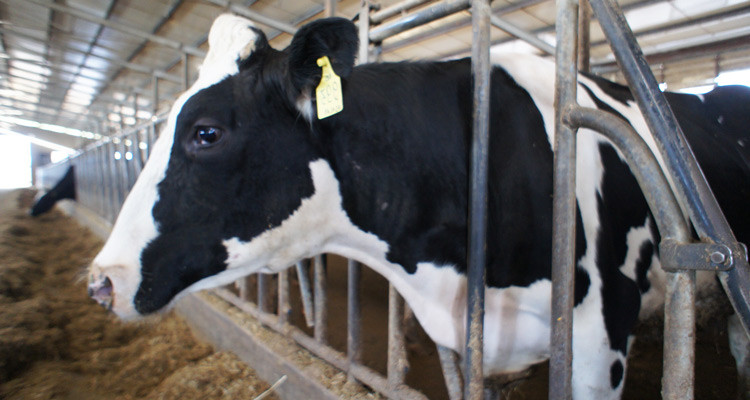 Prezzo del latte, FI chiede “impegno delle istituzioni”