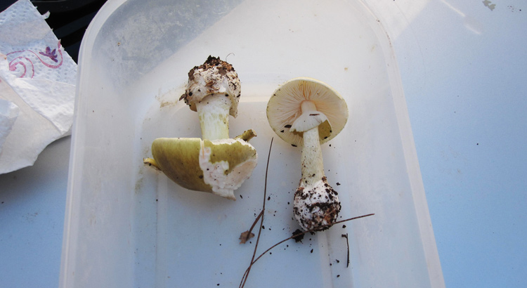 Amanita phalloides o Tignosa Verdognola