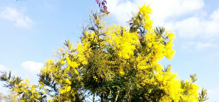 La donna e la natura