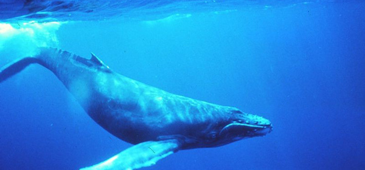 Blue Whale, i genitori vigilino sui figli