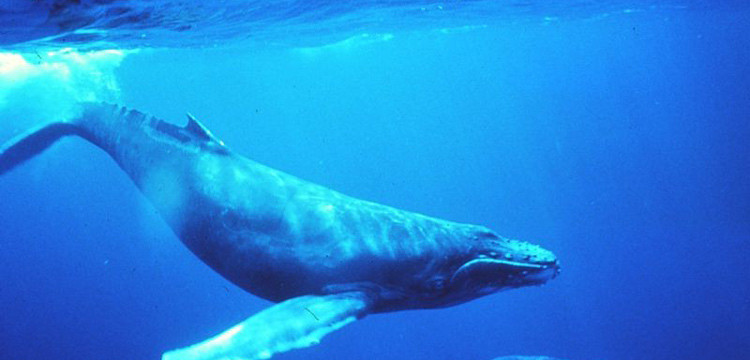 Blue Whale, i genitori vigilino sui figli