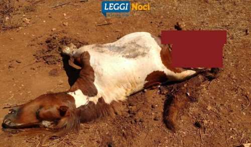 Raid dei lupi, sbranati un cavallo ed un asino
