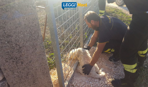 VvF salvano cucciola a Lamadacqua