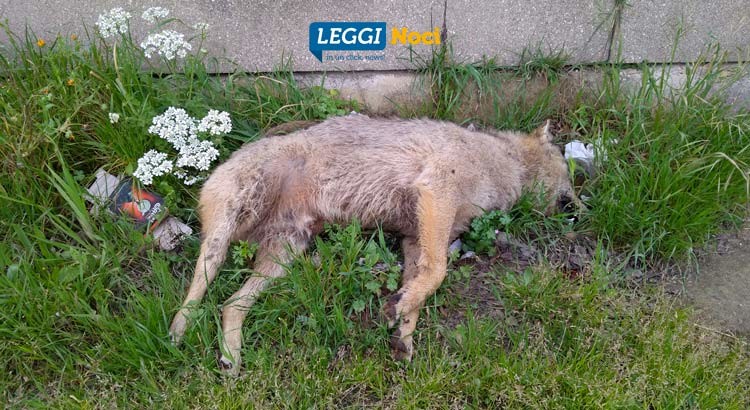 Carcassa di lupo sulla provinciale per Putignano