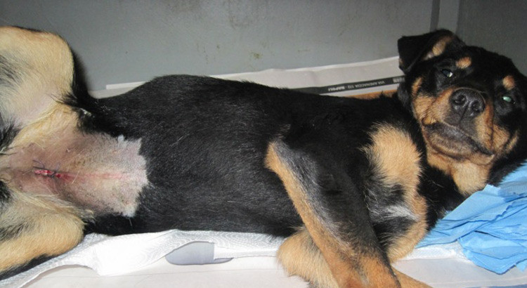 Sterilizzazione cani padronali: ancora disponibili le risorse