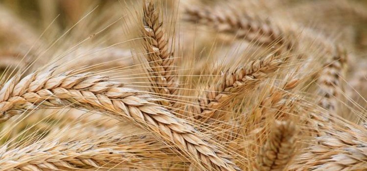 La guerra in Ucraina fa schizzare il prezzo del grano