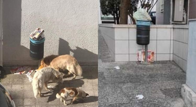 L’abbandono dei rifiuti e il randagismo