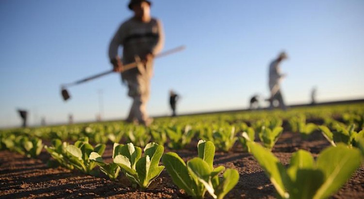 Guerra e Covid spingono 82% consumatori “a caccia” di contadini