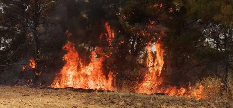 114 incendi in 15 giorni in provincia di Bari