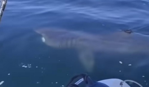 Il raro avvistamento dello squalo elefante a Polignano
