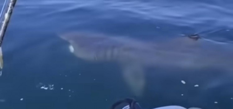 Il raro avvistamento dello squalo elefante a Polignano